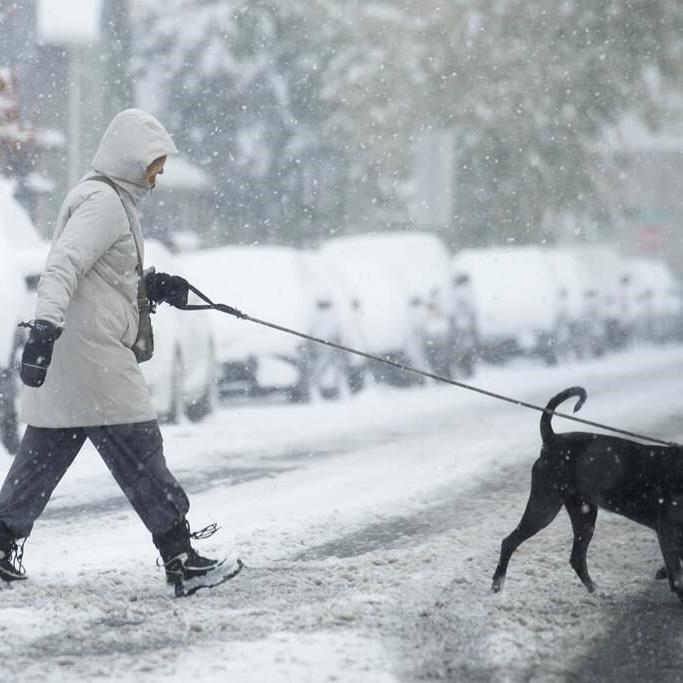 Dogs bring loads of joy but also perils on a leash